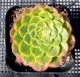 Aeonium fiesta