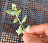 Cotyledon pendens cutting