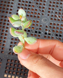 Cotyledon pendens cutting