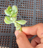 Cotyledon pendens cutting