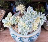 Sedum clavatum variegata