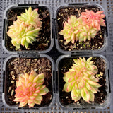 Echeveria gilva crest