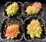 Echeveria gilva crest