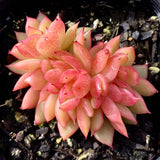 Echeveria gilva crest