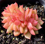 Echeveria gilva crest