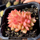 Echeveria gilva crest
