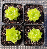 Haworthia cymbiformis obtusa