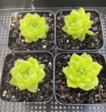 Haworthia cymbiformis obtusa