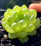 Haworthia cymbiformis obtusa 草玉露 MELBOURNE SYDNEY ADELAIDE QUEENSLAND CANBERRA VICTORIA NSW QUEENSLAND SOUTH AUSTRALIA ACT SUCCULENT 多肉 墨尔本 维多利亚 澳洲 澳大利亚 悉尼 新南威尔士 阿德莱德 南澳 昆士兰 布里斯本 黄金海岸 多肉植物 堪培拉
