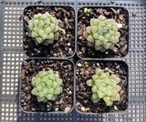 Haworthia cooperi