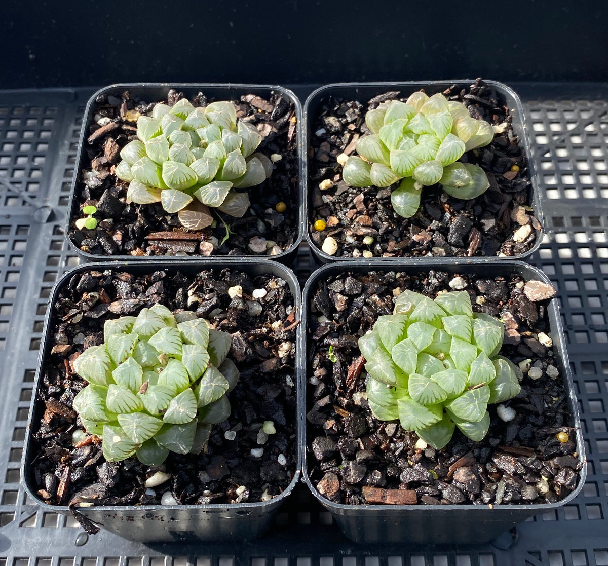 Haworthia cooperi – RNT SUCCULENTS