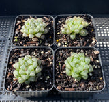 Haworthia cooperi