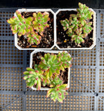 Echeveria macdougallii