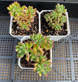 Echeveria macdougallii