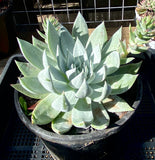 Dudleya brittonii
