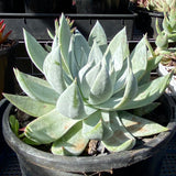 Dudleya brittonii