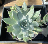 Dudleya brittonii