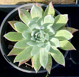 Dudleya brittonii