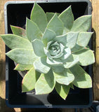 Dudleya brittonii
