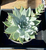 Dudleya brittonii
