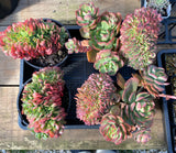 Echeveria briar rose crest