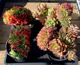 Echeveria briar rose crest