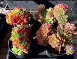 Echeveria briar rose crest