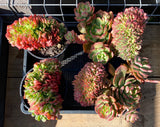 Echeveria briar rose crest