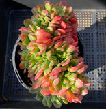 Echeveria briar rose crest