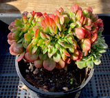 Echeveria briar rose crest 荆棘玫瑰缀化 MELBOURNE SYDNEY ADELAIDE QUEENSLAND CANBERRA VICTORIA NSW QUEENSLAND SOUTH AUSTRALIA ACT SUCCULENT 多肉 墨尔本 维多利亚 澳洲 澳大利亚 悉尼 新南威尔士 阿德莱德 南澳 昆士兰 布里斯本 黄金海岸 多肉植物 堪培拉
