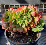 Echeveria briar rose crest