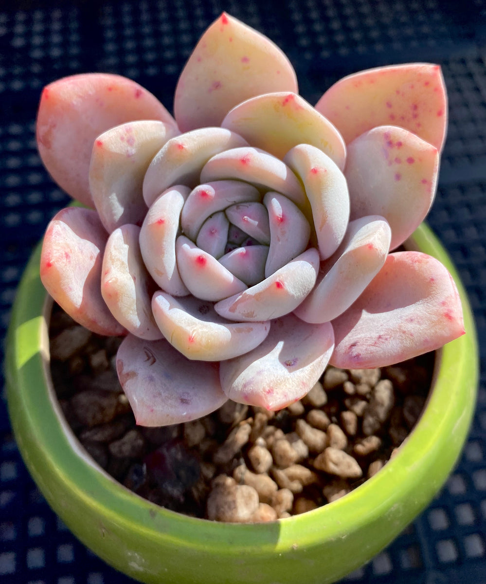 Echeveria orange monroe