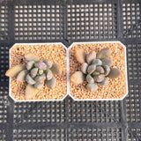 Sedeveria blue mist S