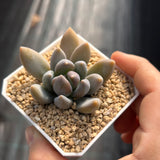 Sedeveria blue mist S
