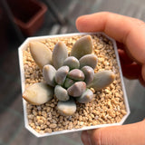Sedeveria blue mist S