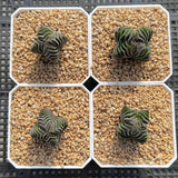 Crassula buddah's temple