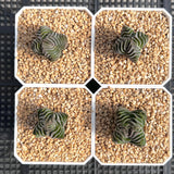 Crassula buddah's temple