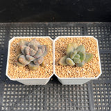 Sedeveria blue mist monstrose