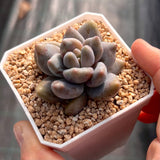 Sedeveria blue mist monstrose