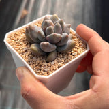 Sedeveria blue mist monstrose