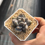 Sedeveria blue mist monstrose