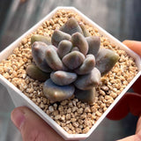 Sedeveria blue mist monstrose