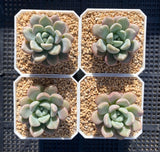 Graptoveria 'white dew'