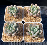 Graptoveria 'white dew'