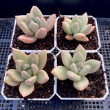 Echeveria ebony x Graptopetalum amethystinum