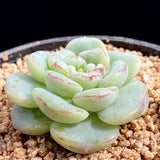 Echeveria red velvet