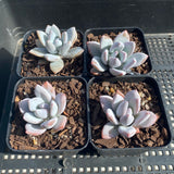 Pachyveria exotica powder puff