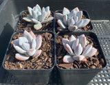 Pachyveria exotica powder puff