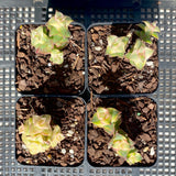 Crassula perforata variegata