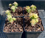 Crassula perforata variegata